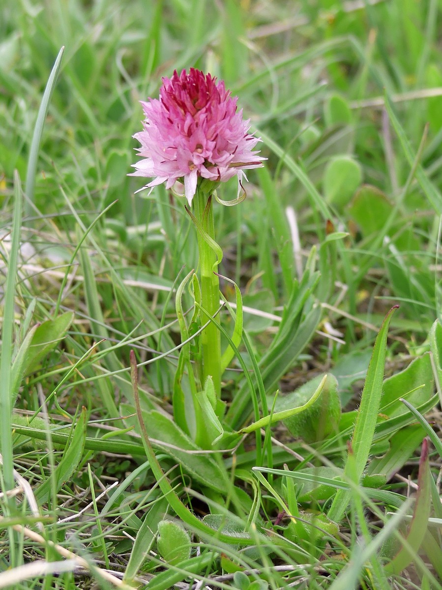 D. sambucina, N. widderi, O. spitzelii nel Parco Nazionale dAbruzzo, Lazio e Molise - giu